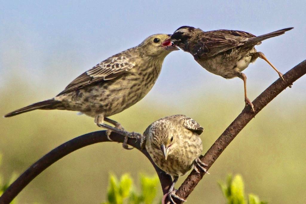 Adult White-crowned Sparrow Feeding Fledgling Brown-headed Cowbird by Pets4Dawn is licensed under CC BY 2.0